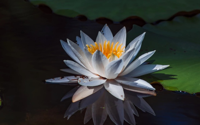 photo of a white water lily floating