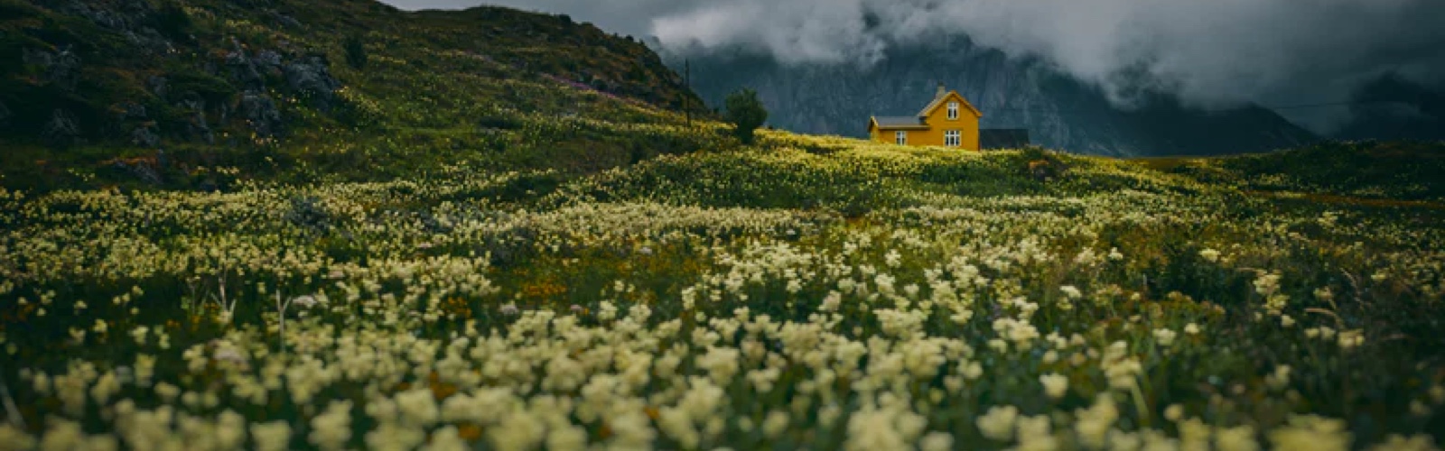 photo of a flower field with a yellow cottage in the distance